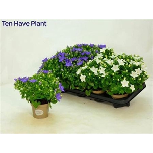 Campanula overig