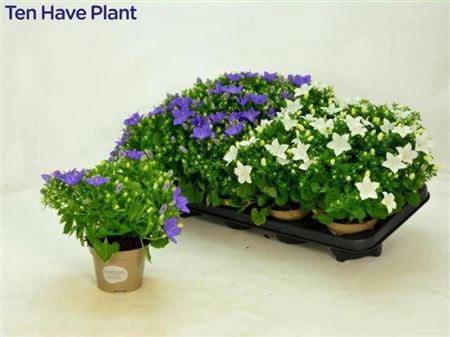 <h4>Campanula overig</h4>