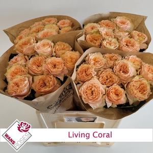 R GR LIVING CORAL