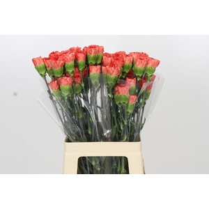 Dianthus St Arno