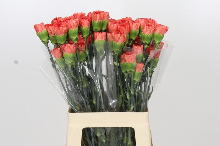 <h4>Dianthus St Arno</h4>