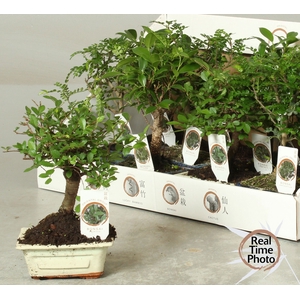 BONSAI GEM