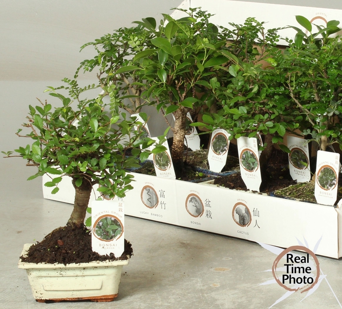 <h4>BONSAI GEM</h4>