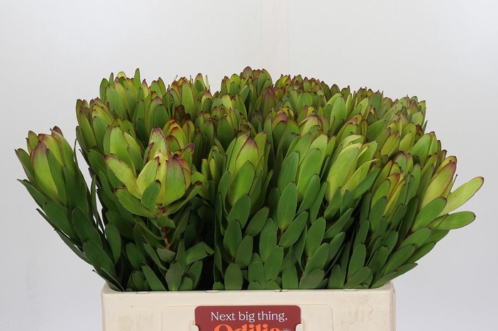 <h4>Leucadendron Goldstrike</h4>
