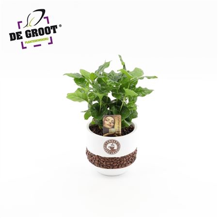 <h4>Coffea In Bonenpot</h4>