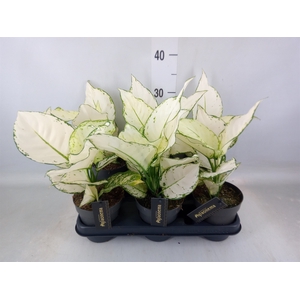 Aglaonema  'White Joy'