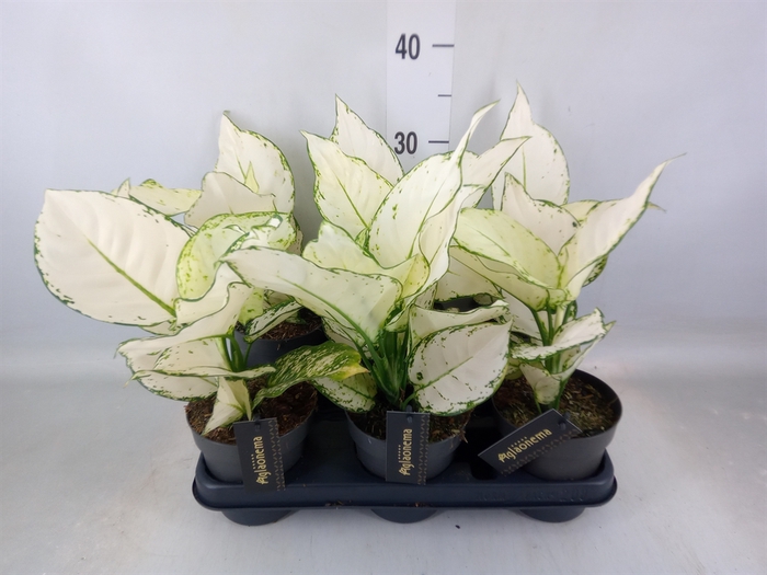 <h4>Aglaonema  'White Joy'</h4>