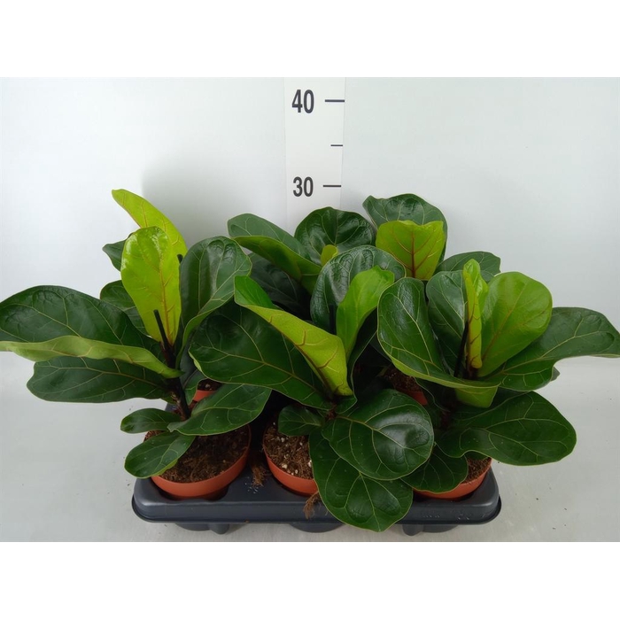 <h4>Ficus lyrata 'Bambino'</h4>