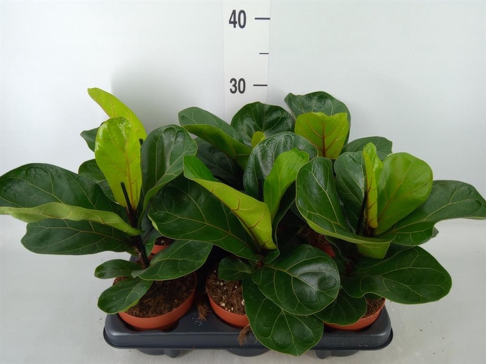 <h4>Ficus lyrata 'Bambino'</h4>
