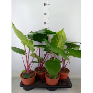Alocasia   ...