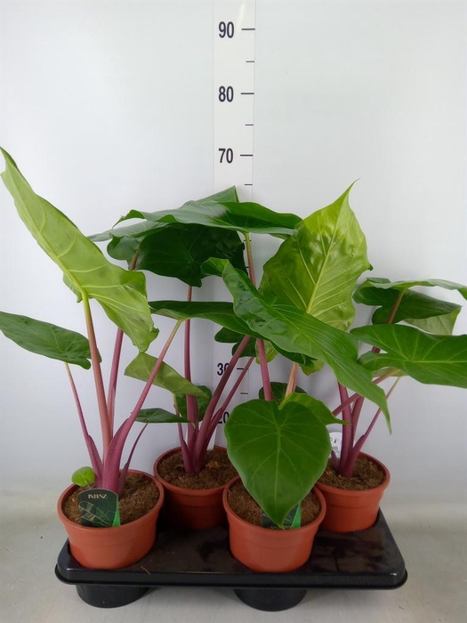 <h4>Alocasia   ...</h4>
