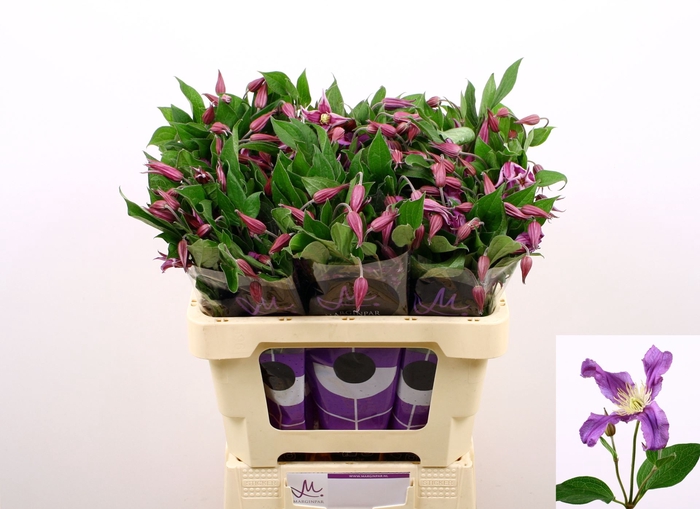 <h4>Clematis integrif. 'Amazing Kyiv'</h4>