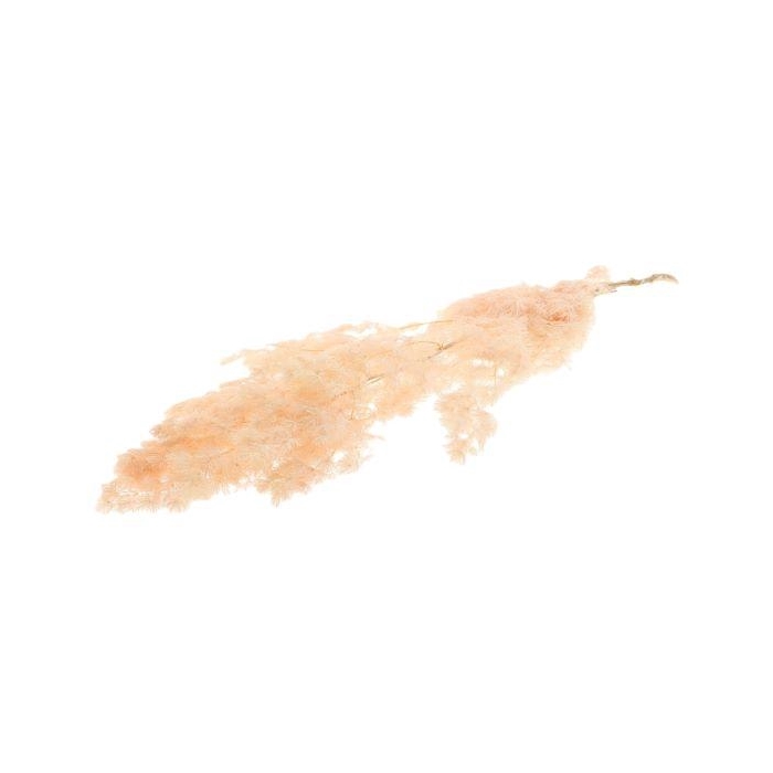 <h4>Bunch Ming Pres.80g L60</h4>