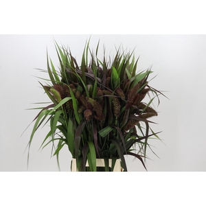 Setaria Italica Red Jewel