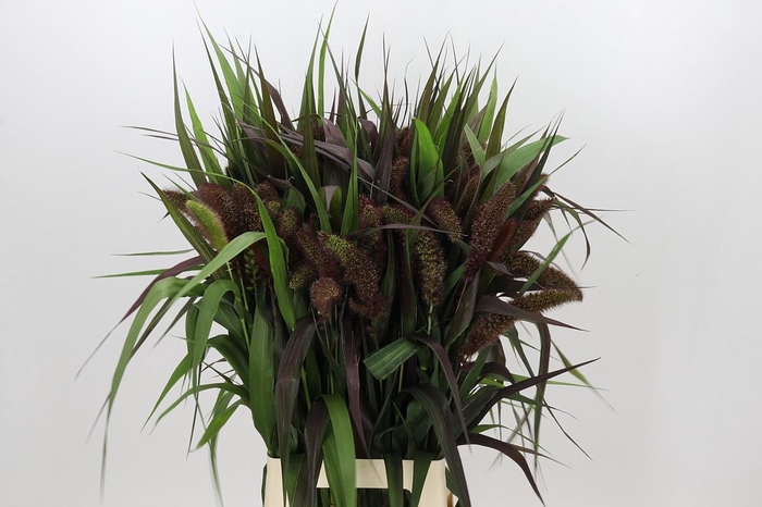 <h4>Setaria Italica Red Jewel</h4>