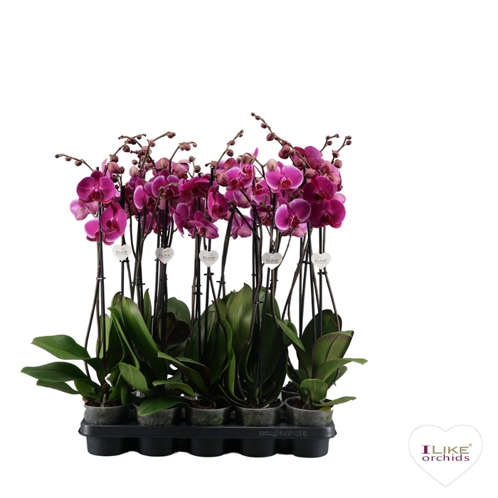 <h4>Phalaenopsis paars - 2 tak 70cm</h4>