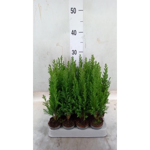 Chamaecyparis laws. 'Ellwoodii'