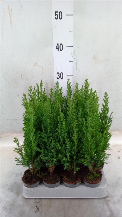 <h4>Chamaecyparis laws. 'Ellwoodii'</h4>