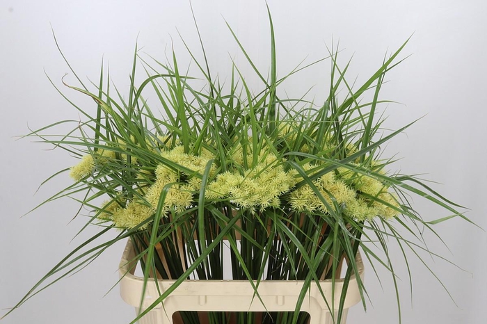 <h4>Cyperus overig</h4>