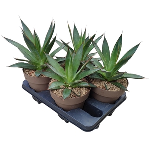 Agave Shaka Zulu