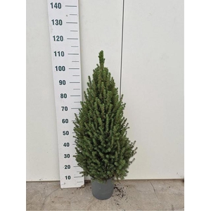 PICEA GL CONICA