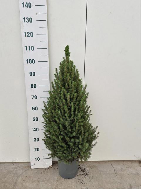<h4>PICEA GL CONICA</h4>