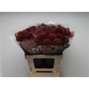 Leuco Klbh Bordeaux