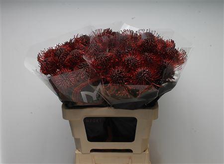 <h4>Leuco Klbh Bordeaux</h4>