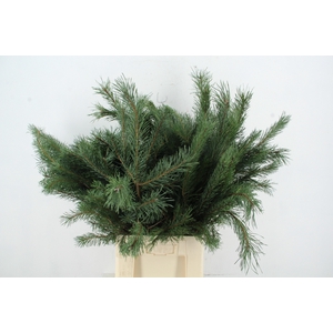 PINUS ALASKA 070CM PER STEM