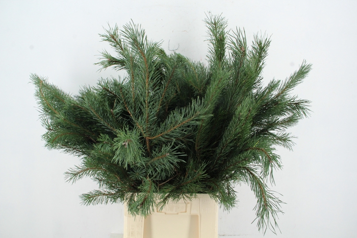 <h4>PINUS ALASKA 070CM PER STEM</h4>