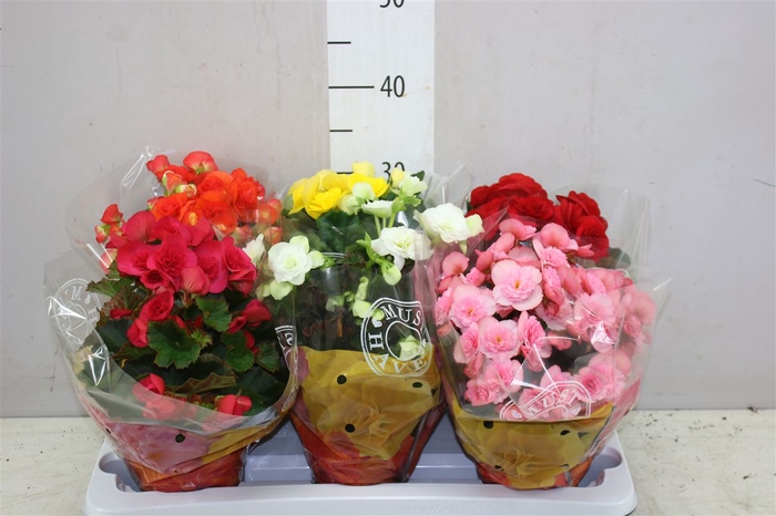 <h4>Begonia Du Gemengd</h4>