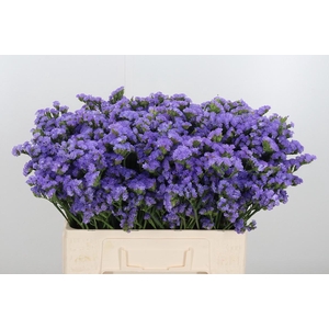Lim S Martin Blue