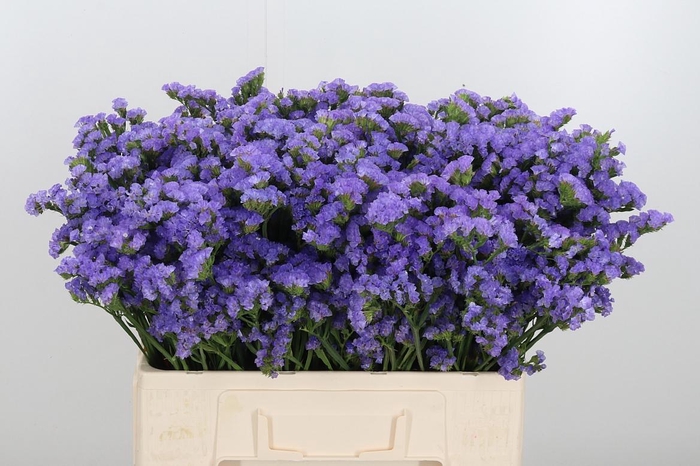 <h4>Lim S Martin Blue</h4>