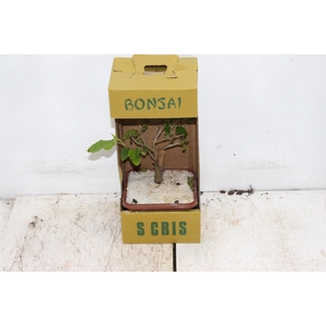 BONSAI JUNIOR VASO PLASTICO 1.1L