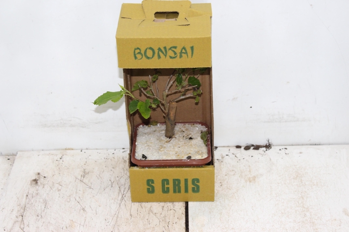 <h4>BONSAI JUNIOR VASO PLASTICO 1.1L</h4>
