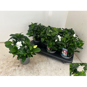 GARDENIA JASMINOIDES