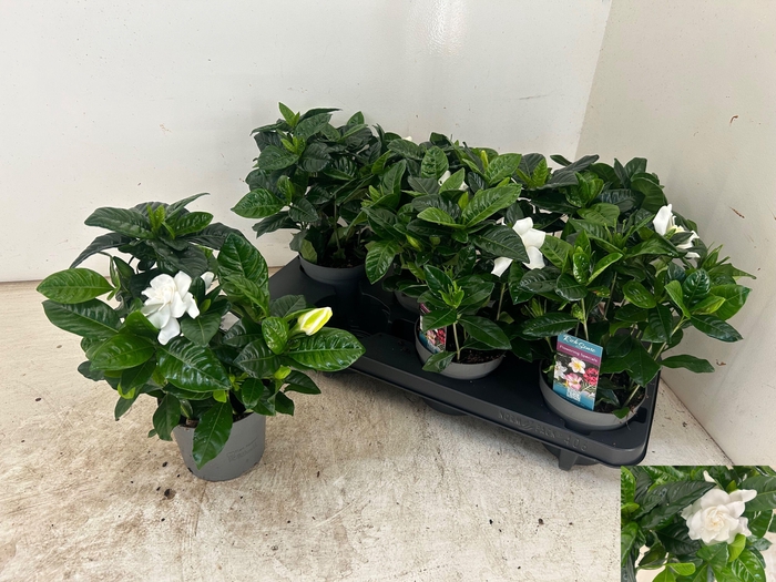<h4>GARDENIA JASMINOIDES</h4>