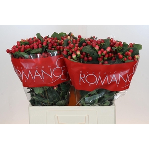 Hypericum True Romance XXL