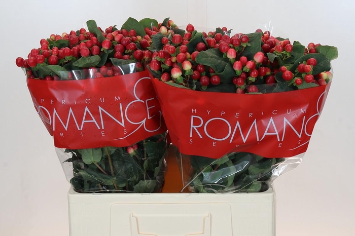 <h4>Hypericum True Romance XXL</h4>