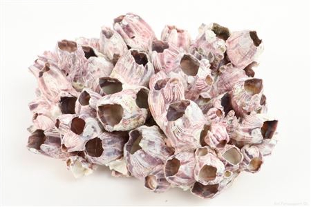 <h4>Shell Barnacles 25 tot 30 Cm D30</h4>