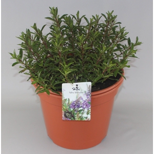 Hebe 'Mrs Winder' C10