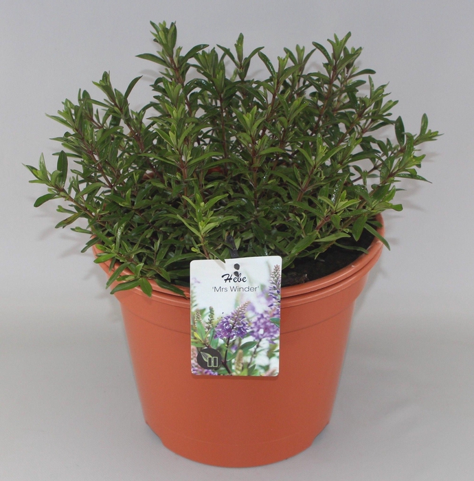 <h4>Hebe 'Mrs Winder' C10</h4>