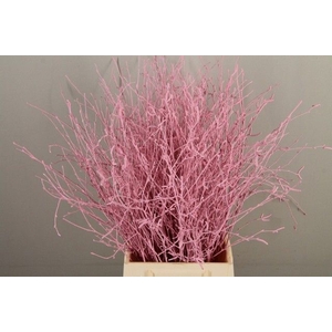 Betula paint light pink