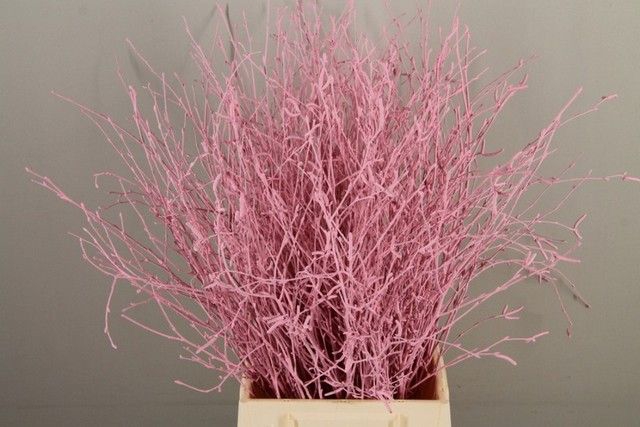<h4>Betula paint light pink</h4>