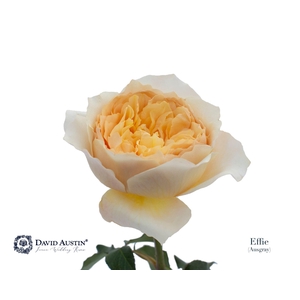 Rosa GR 'David Austin Effie'