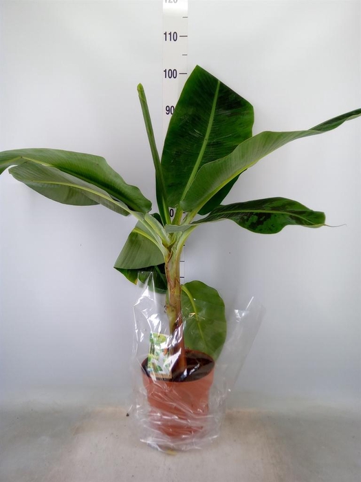 <h4>Musa  'Dwarf Cavendish'</h4>