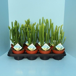 Bio Euphorbia Cedorum 390-Ced13