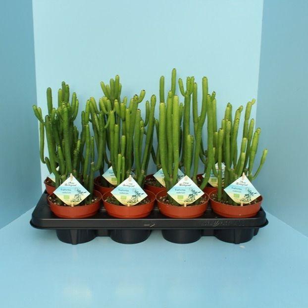 Bio Euphorbia Cedorum 390-Ced13