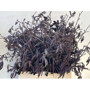 ELZENPROP PER BUNCH 65CM