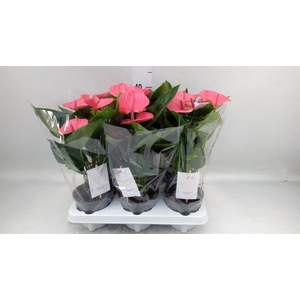 Anthurium andr. 'Sweet Dream'